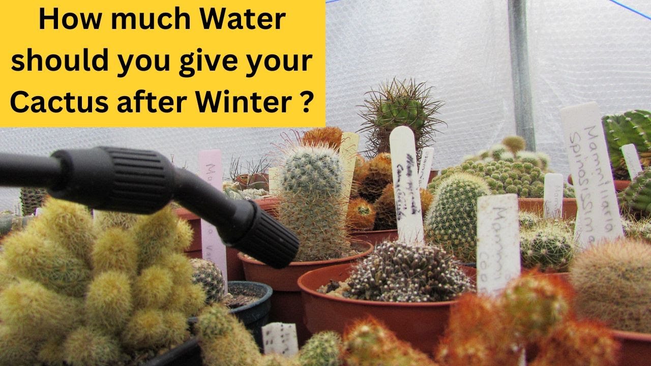 How much Water should you give your Cactus after Winter ? cacti 