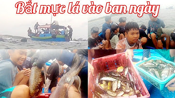 cách ngư dân bắt mực lá vào ban ngày, tại đảo Phú Quý.