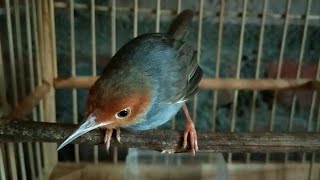 Suara Prenjak Merah Betina Gacor , Terbukti Kembalikan MENTAL Burung Prenjak Yang DROP Karena Stres Suara Prenjak Merah Betina Gacor , Terbukti Kembalikan MENTAL Burung Prenjak Yang DROP Karena Stres