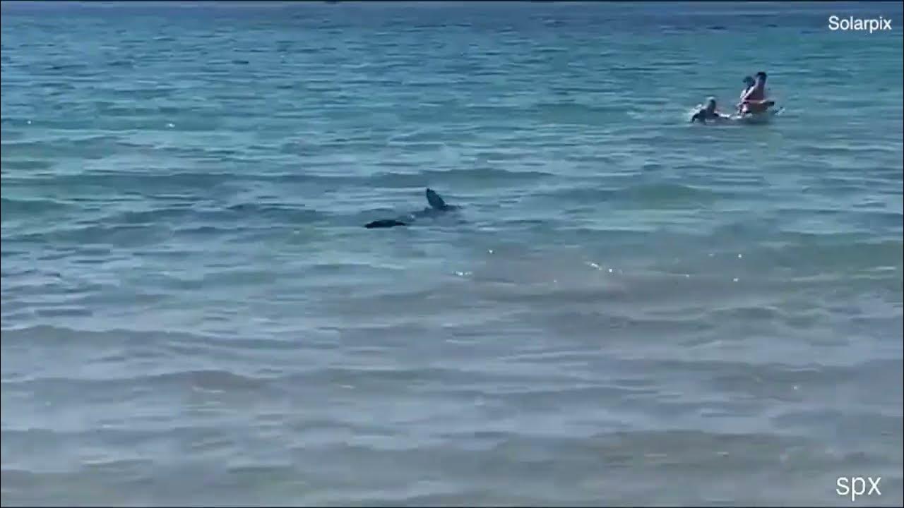 Катран акула. Акулы не останавливаются. Акулы не останавливаются. Акулы не останавливаются. Большая белая акула с лодкой.