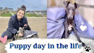 PUPPY ROUTINE + DAY IN THE LIFE & TIPS | WHIPPET PUPPY | CHLOE MURPHY