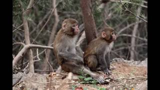Как мы искали обезьян | Учеба в Китае #5