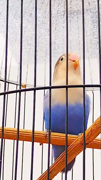 CUCU LOVEBIRD KUSUMO, LOVEBIRD NGEKEK PANJANG #lovebirdkusumo #lovebirdkonslet #lovebirdngekek