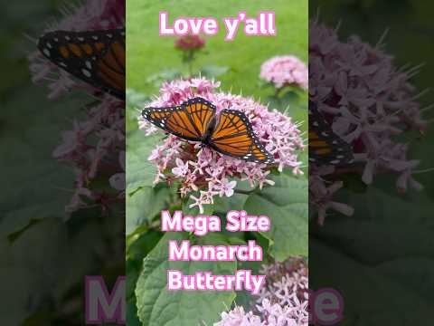 Mega Size ￼Monarch Butterfly