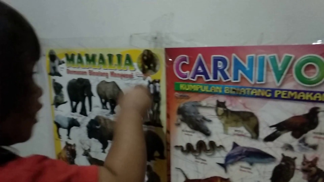 95 Gambar Dan Nama Hewan Mamalia HD Terbaik