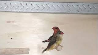 Strawberry Finch Singing | Suara Burung Strawberry Finch | Red Avadavat