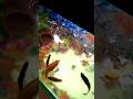 Like aquarium fish aquariumpets subscribe guppy petfish fishtank aquaticpets aqurium like