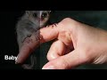 Sugar Glider