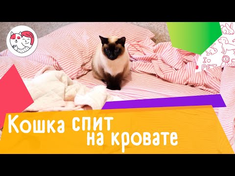 4 способа отучить кошку спать на вашей кровати