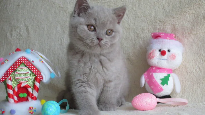 Video 709121: british shorthair lilac boy
