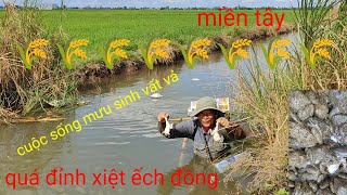 xiệt chuột ếch đồng quá đỉnh rồi, vô mánh rồi cả nhà ơi,cuộc sống mưu sinh vất vả 🌾🌾🌾 by mập trang miền Tây 6,190 views 3 weeks ago 23 minutes