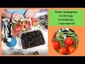 Сеем помидоры по методу Октябрины Ганичкиной