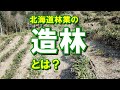 北海道林業の造林とはどんな仕事ですか？