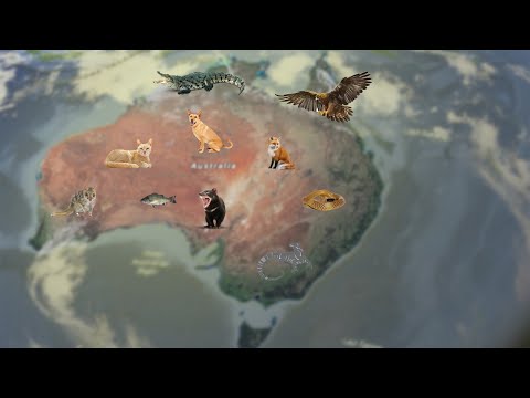 Video: Apa Saja Hewan Yang Ada Di Australia?