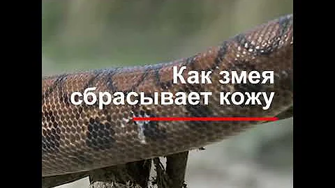 Как змея сбрасывает кожу