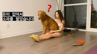 돈이 없어서 소파를 팔았습니다.. 강아지 반응이.. SOLD MY COUCH FOR MONEY?