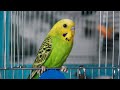 Parrot opens a locked cage from the inside Compilation