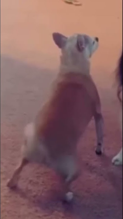 Mio mao la la la la la | #cats #dogs #catsanddogs