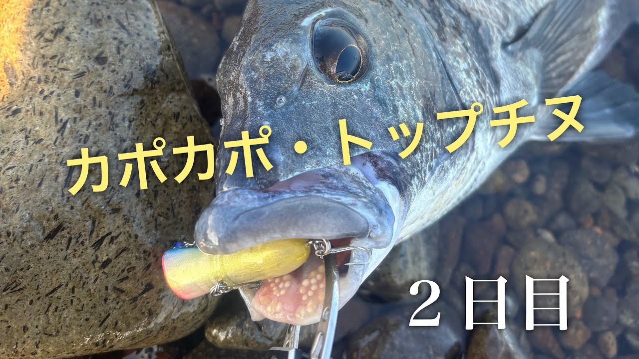 トップチヌ連発！新作プラグが凄かった【2日目】