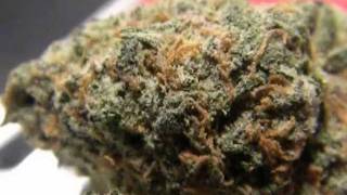 Mr.Davis Marijuana Strain- iceberg Kush