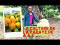 comment réussir la culture de la papaye de A à Z ?_papaye_solo_solo_Américain