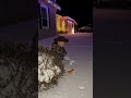 this 3-year-old almost caught rudolph #shorts #trending