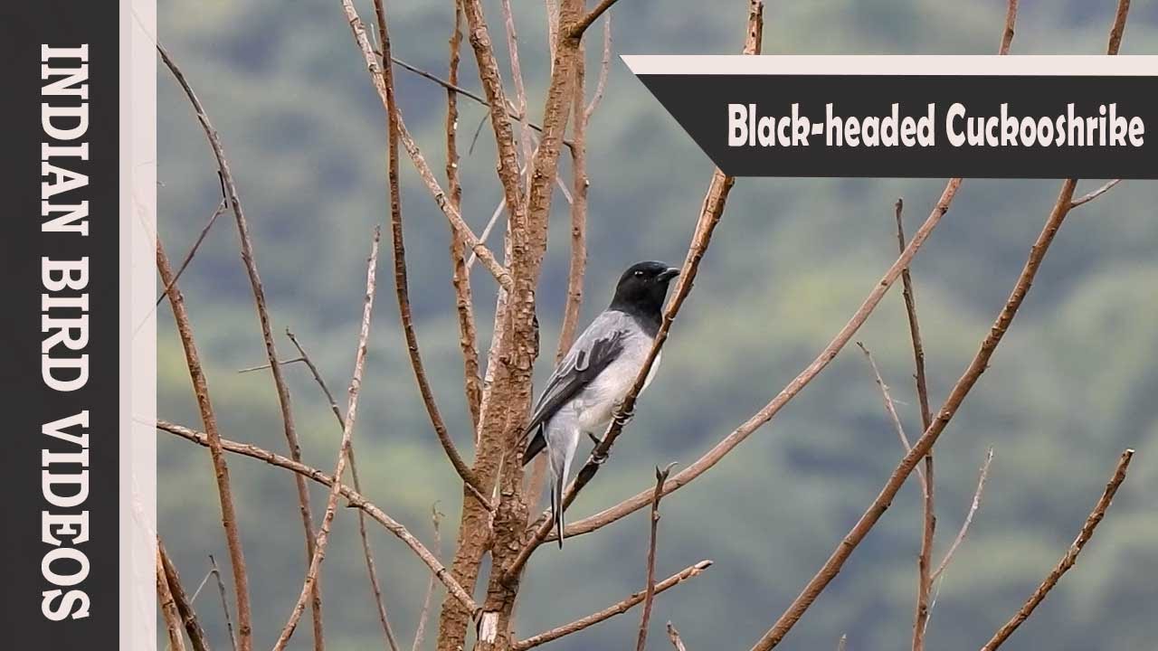 Black-headed Cuckooshrike (Lalage melanoptera) #indian_birds 