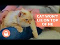 My CAT Won&#39;t SLEEP BESIDE ME🐱 Do They Not Love Me? 💔