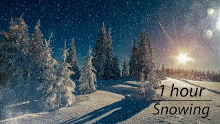 Winter Wind 1 Hour / Relaxing Snowstorm Sound, Winds Blowing Snow Across Forest Meadow #0114