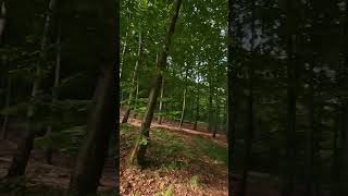 Fly!