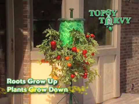 Topsy Turvy Tomato Tree As Seen On Tv Network You Topsy Turvy Tomato Tree As Seen On Tv Network