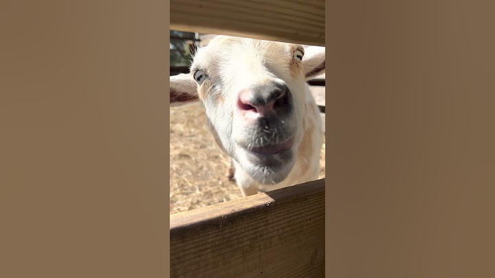 Talking goat