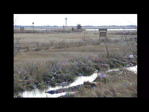 area of a trapezoid Marine Nature Study Area Live Stream