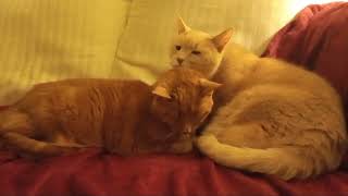 Orange Tabby brother taking care of his sister  March 13, 2024 (RIP Minnie)