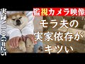 vlog25【柴犬との暮らし】実家への愛が強すぎるモラ夫|アラサー|離婚|家庭内別居