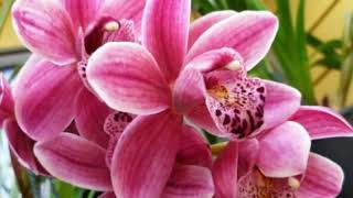 Andai waktu memanggilku Opik ft Fira