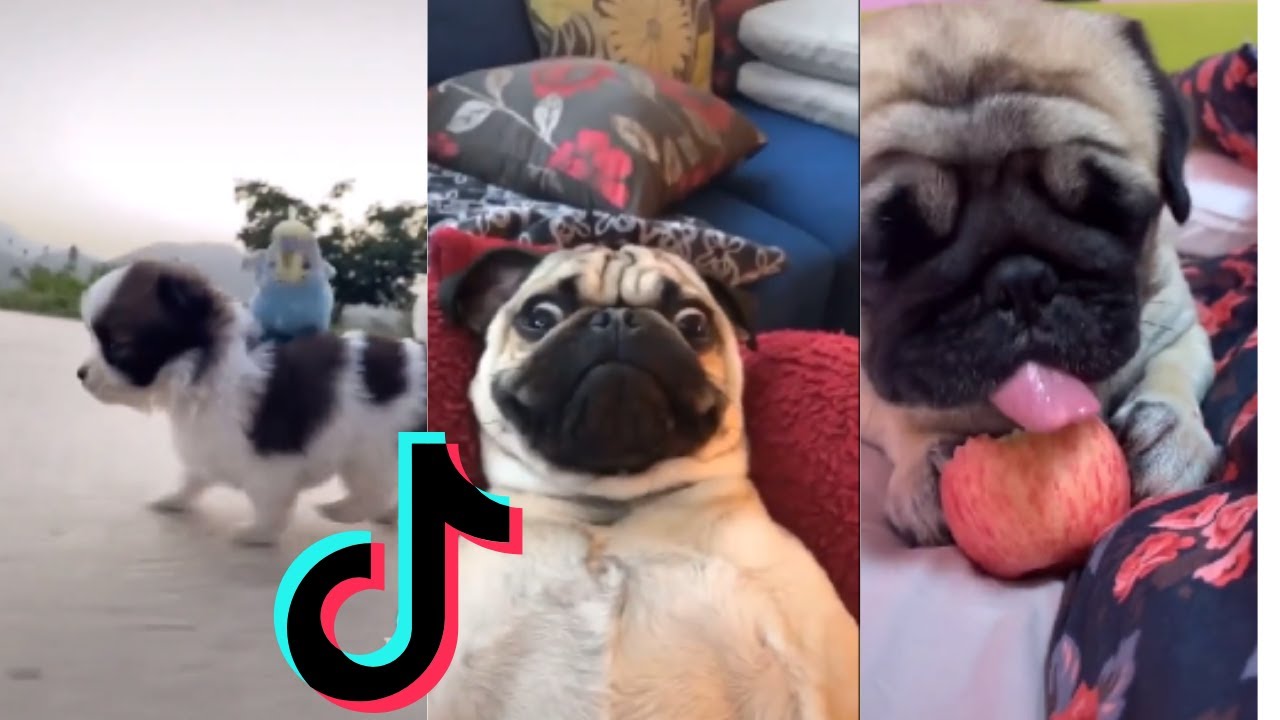 A Mini Dog Tiktok Compilation To Brighten Up Your Day D YouTube a-mini-dog-tiktok-compilation-to-brighten-up-your-day-d-youtube