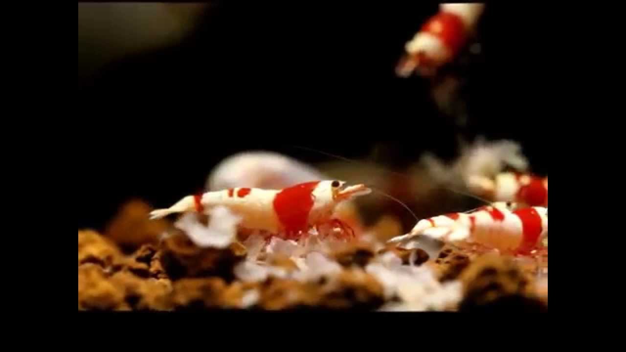 Crystal Red shrimp (Caridina cf. cantonensis