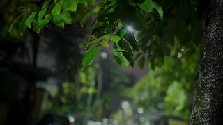 Heavy Rain And Distant Thunder Soothing Sounds For Relaxation