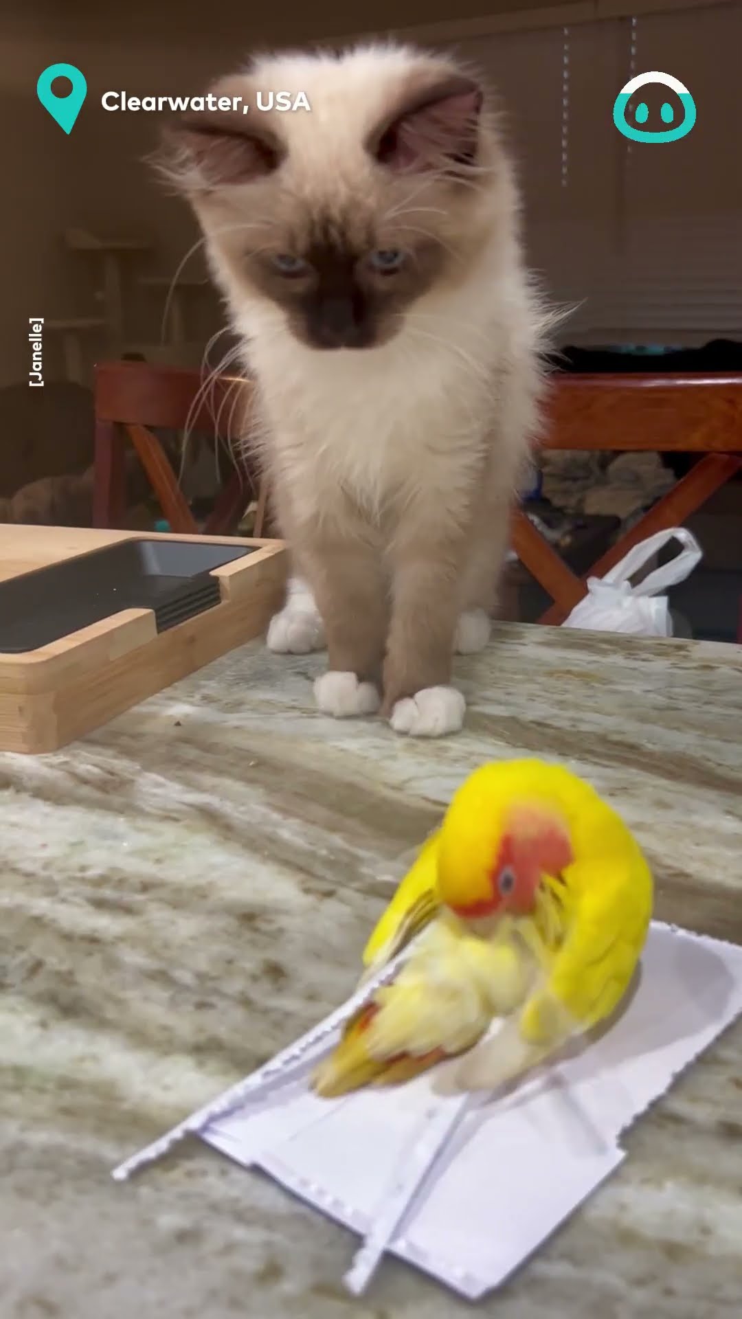 Kitten Thinks He's Sneaky About Touching The Parrot || ViralHog