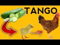 USINUNUE TENA VITAMIN ZA KUKU TUMIA TANGO NA CARROT Ufugaji Wa Kuku Tiba Za Asili USINUNUE TENA VITAMIN ZA KUKU TUMIA TANGO NA CARROT Ufugaji Wa Kuku Tiba Za Asili