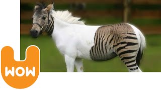 The Zebra Horse