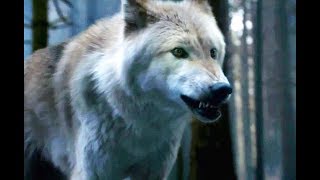 Peter Dinklage: Stop Trying To Buy Dire Wolves!