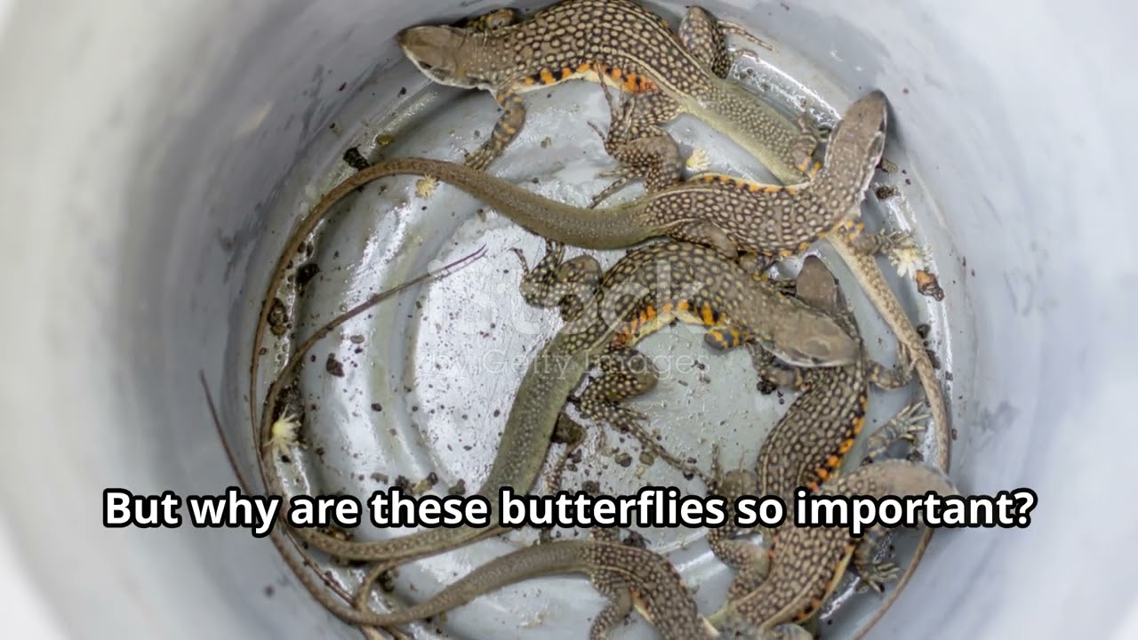 Butterflies of Brazil: Wings of Wonder 