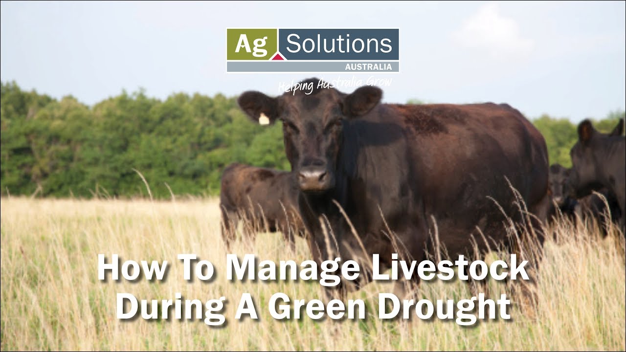 How to Manage Livestock During a Green Drought - YouTube