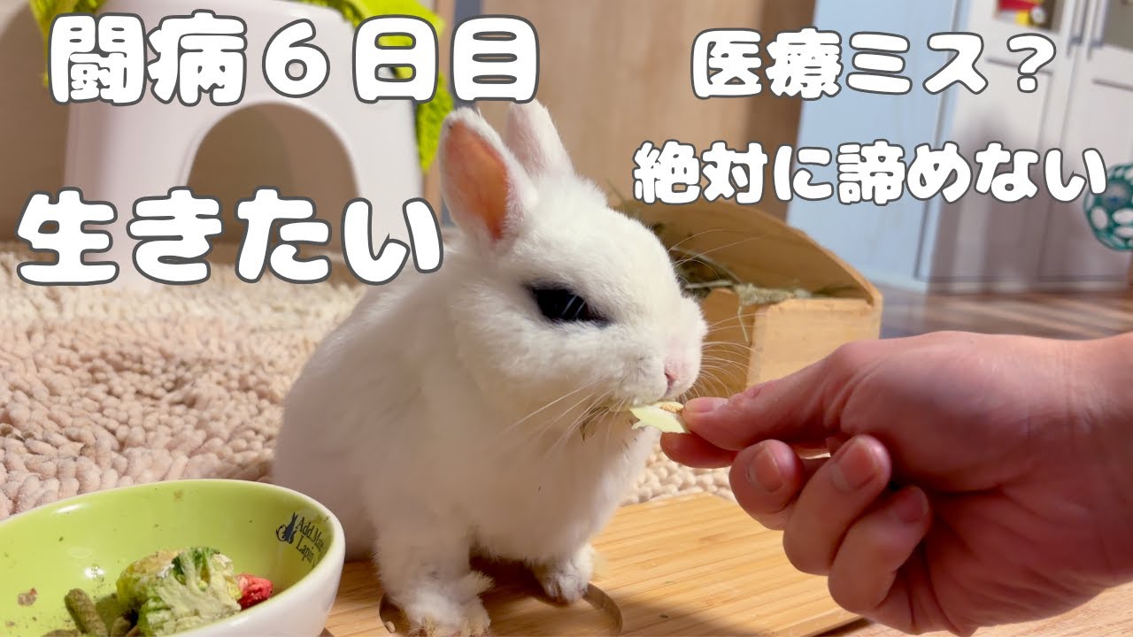 右足に力が入らなくても... 必死に食べる！生きたいという意志を感じた闘病6日目