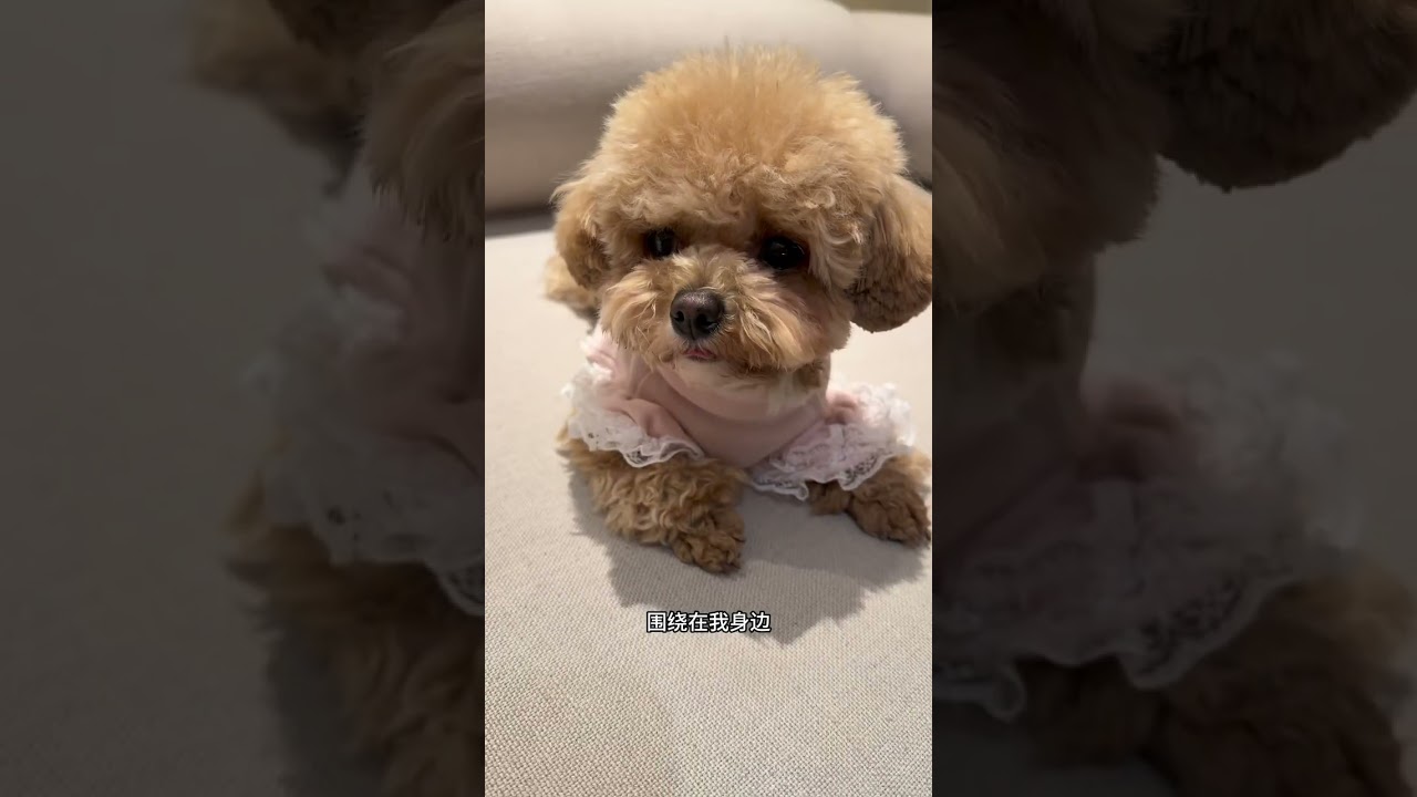 Heartwarming: 5 Years of Furry Memories at This Hotel - Will You Cry