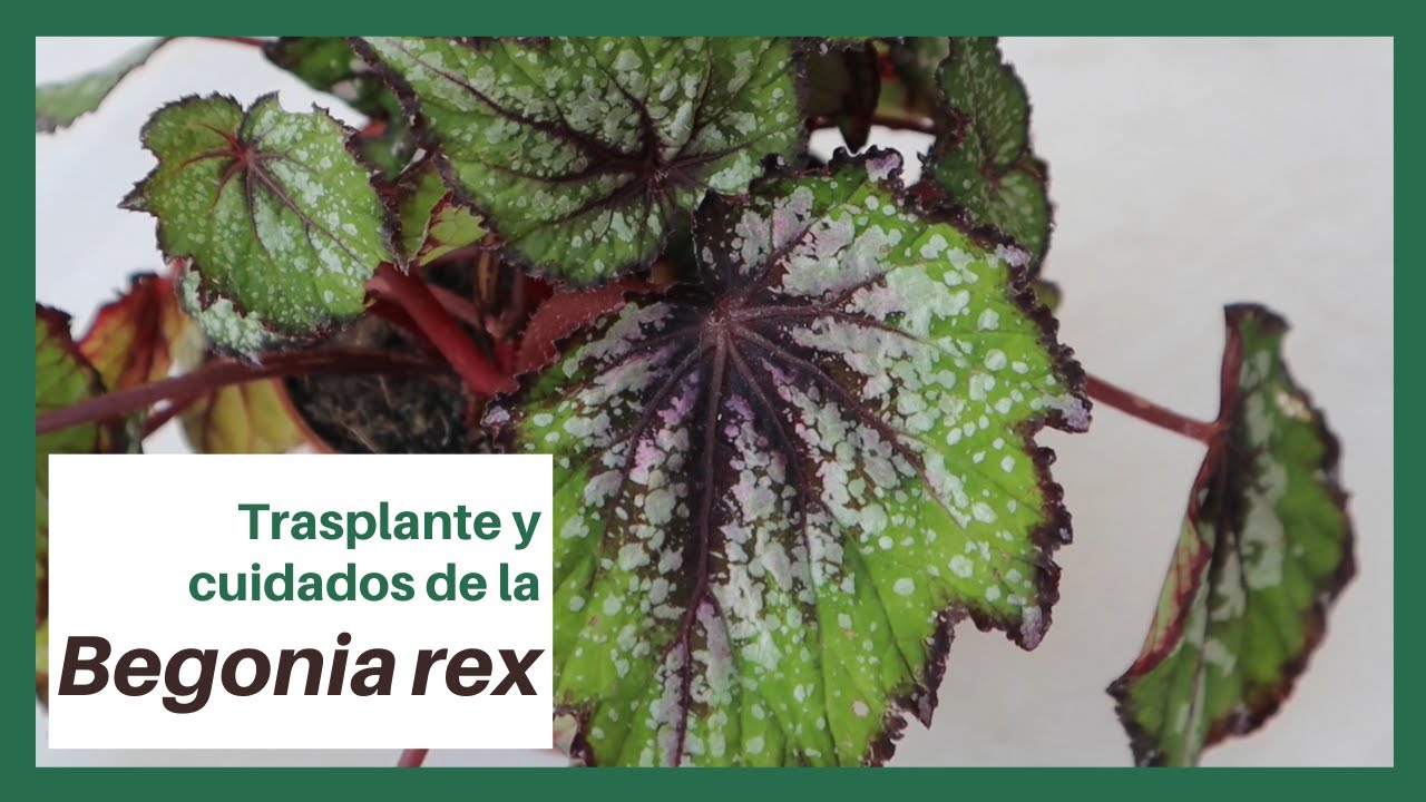 Begonia rex: trasplante y cuidados - YouTube
