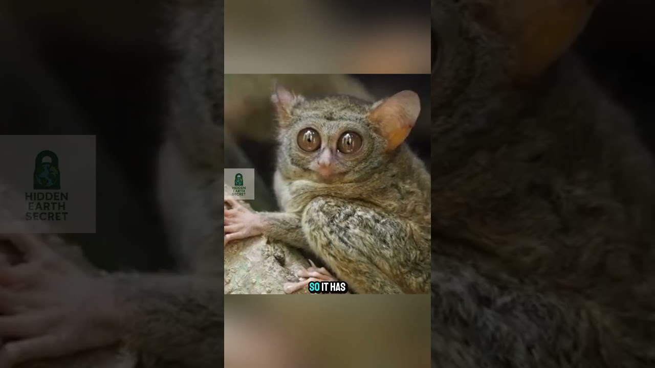 This Tiny Animal Has Eyes Bigger Than Its Brain