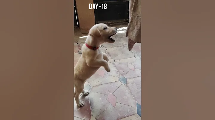 Watch My Puppy Grow | Labrador Retriever one month transformation | puppy transformation | Bruno ❤️ - DayDayNews